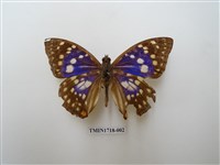 藏品(大紫蛺蝶)的圖片